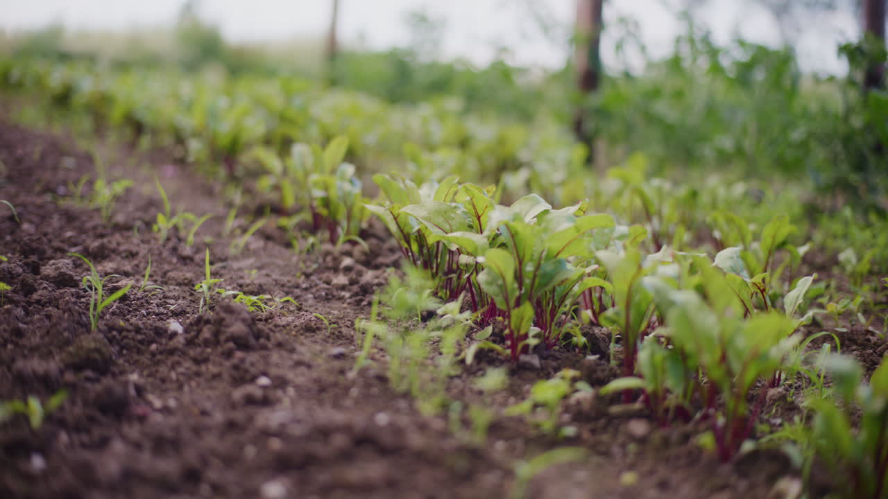 primer plano de remolachas rojas jóvenes que crecen en un lecho de flores, cultivo de alimentos orgánicos sin pesticidas y productos químicos.