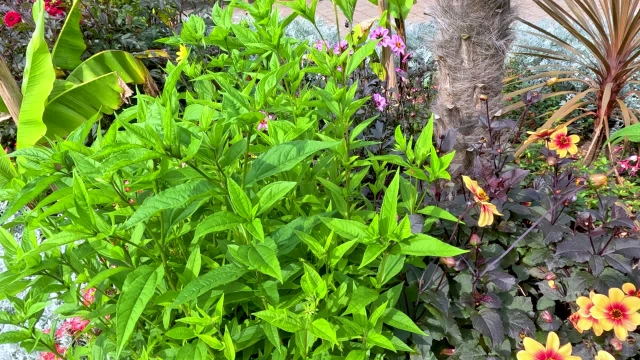 Camera slowly pans across a lush garden bed with blooming yellow dahlias, green foliage, and tropical plants in bright natural daylight