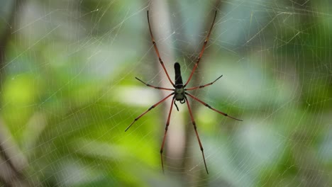 Golden-silk-orb-weaver-in-forest-UHD-MP4-4k-Video