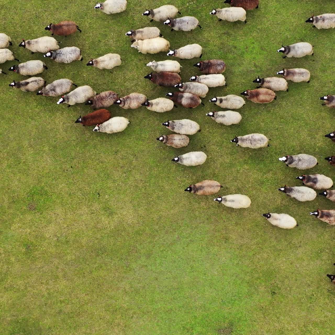 Flock of Sheep in a green meadow. Aerial view of a farm with sheeps ...