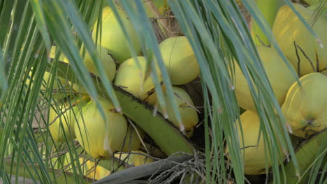 view of yellow green coconut in the bunch on coconut palm tree with huge leaves