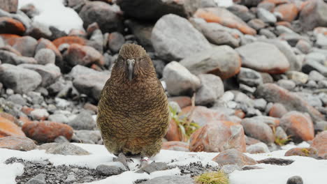 Close-Up-Of-Kea,-An-Alpine-Parrot-Standing-In-Rocks-With-Snow