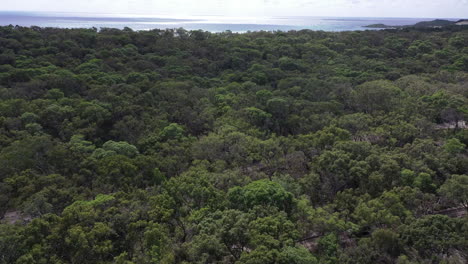 tracking aerial tilts from truck in eucalyptus to open ocean beyond