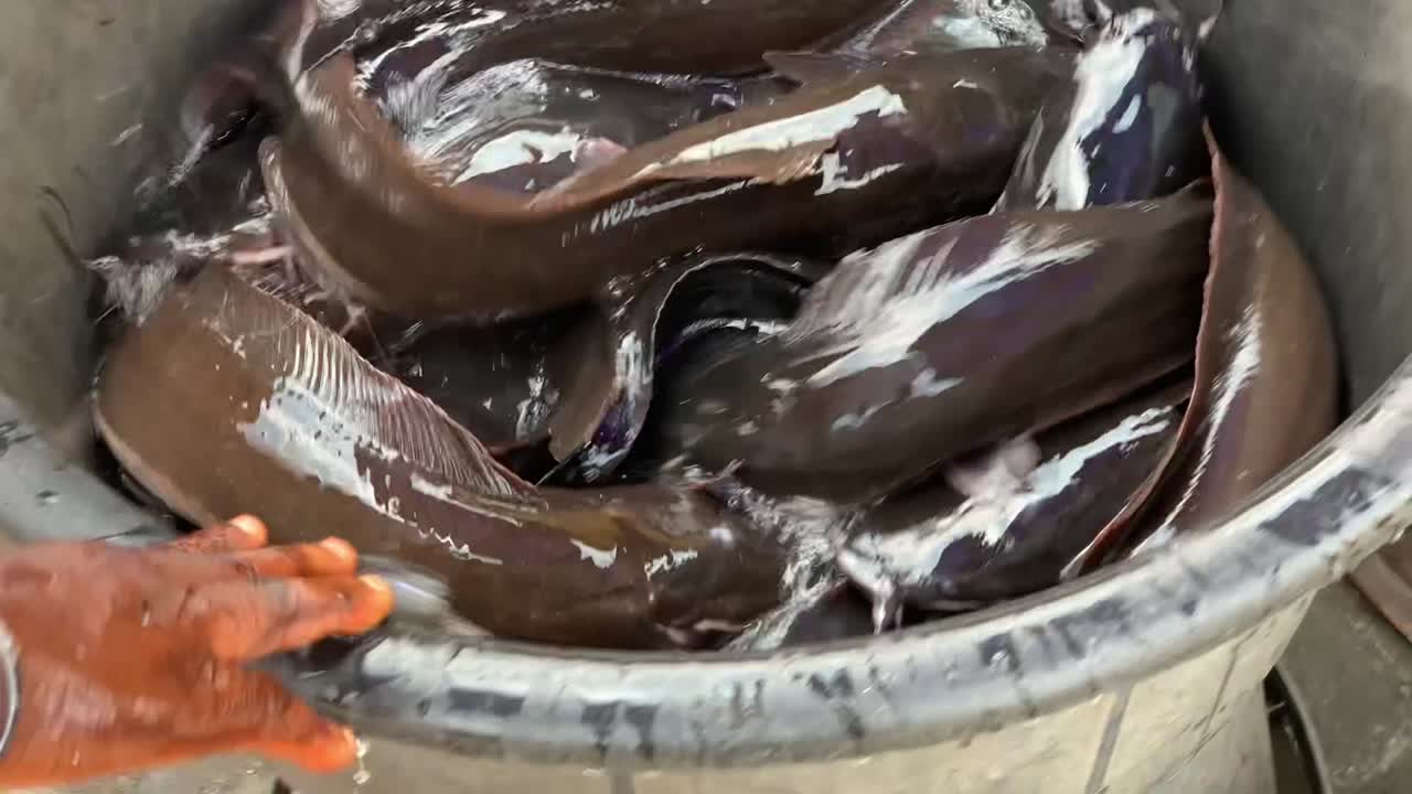 현지 습식 시장에서 맨손으로 살아있는 메기를 따는 아프리카 여성