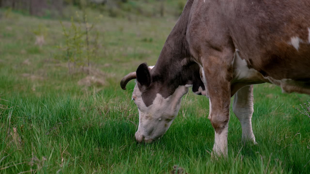Cow grazing on a meadow. Cattle standing in a green field