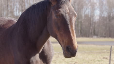 relaxed horse next to facilitator during equine experiential learning class