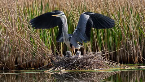 heron with chicks in nest in wetland