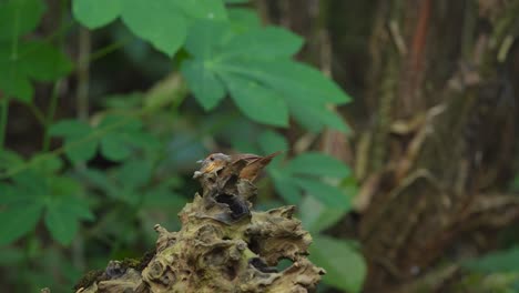 Ein-Javanischer-Schwarzkopf-Babbler-Vogel-Genießt-Es,-Raupen-Auf-Trockenen-Ästen-Zu-Fressen