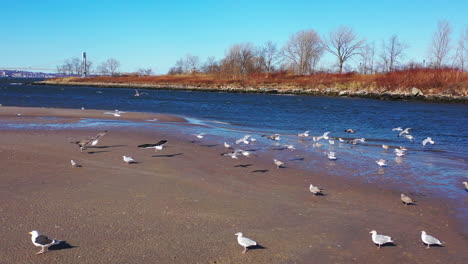 a low drone dolly in to seagulls on a quiet beach in the morning