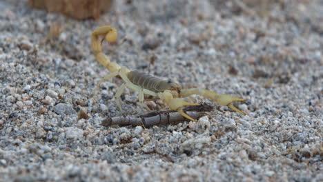 scorpion walking around in cinematic slow motion