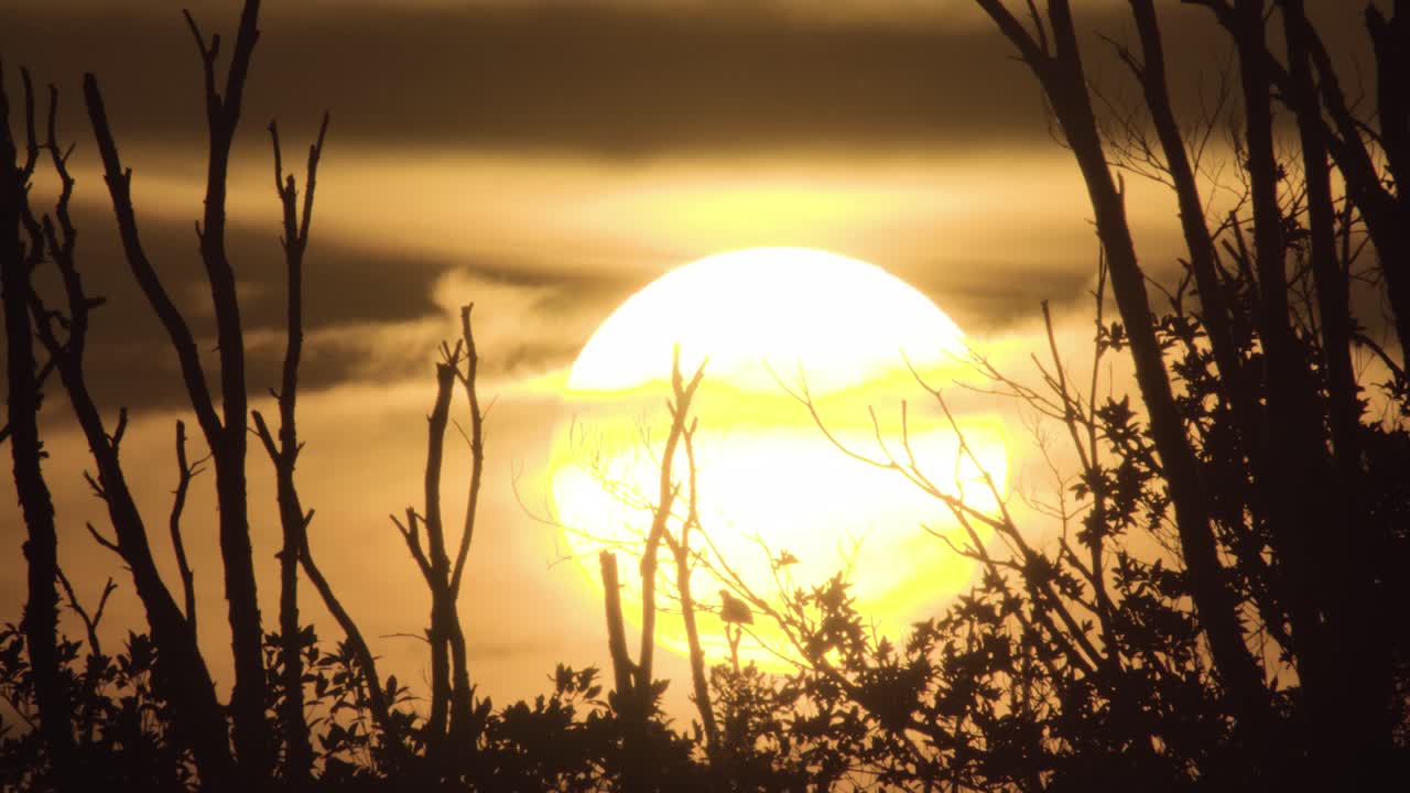 Stunning Sunset Silhouette