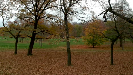toma aérea de hojas y árboles de otoño en prater, viena, austria frente a un exuberante parque verde