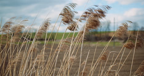 tall grasses waving in the wind