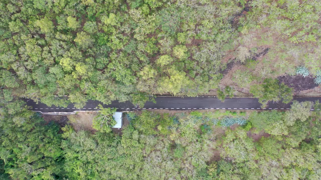 camino que conduce a través del bosque verde
