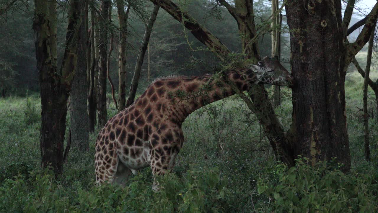 una jirafa comiendo de un árbol en el bosque en el parque nacional de aberdare, kenia - amplio