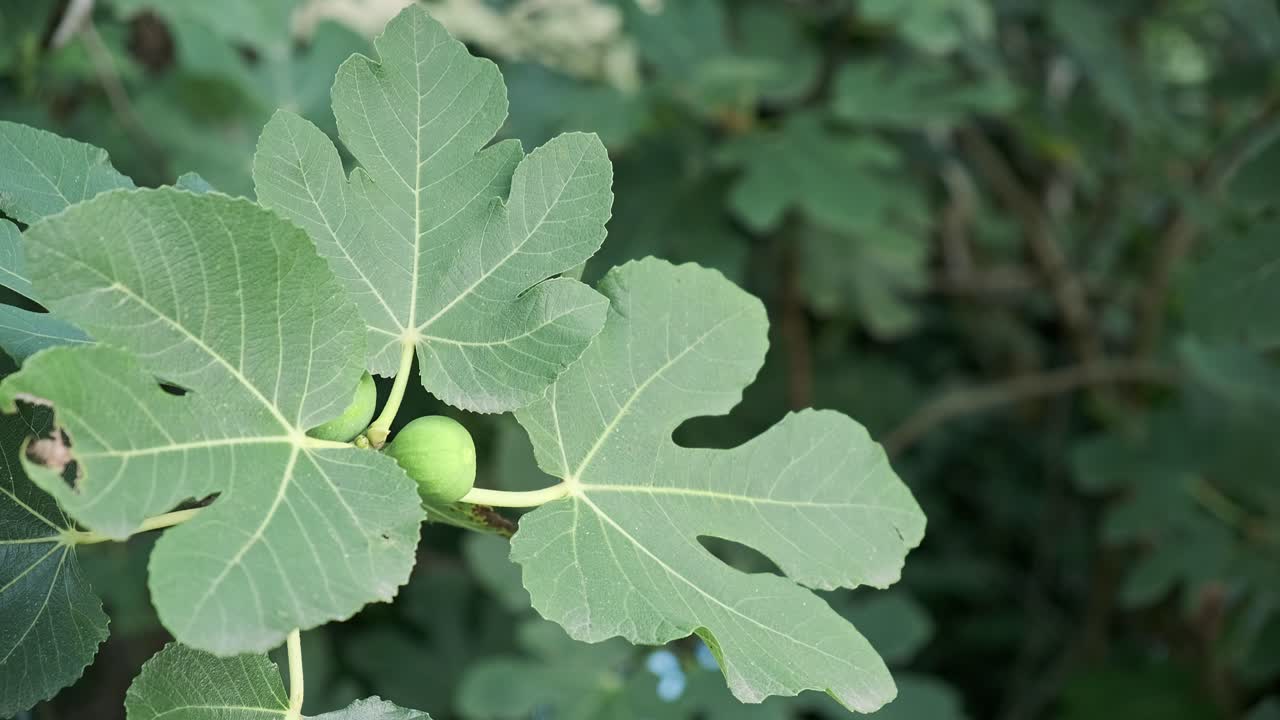 Plant moving in the wind against a green background with the wind moving the branches