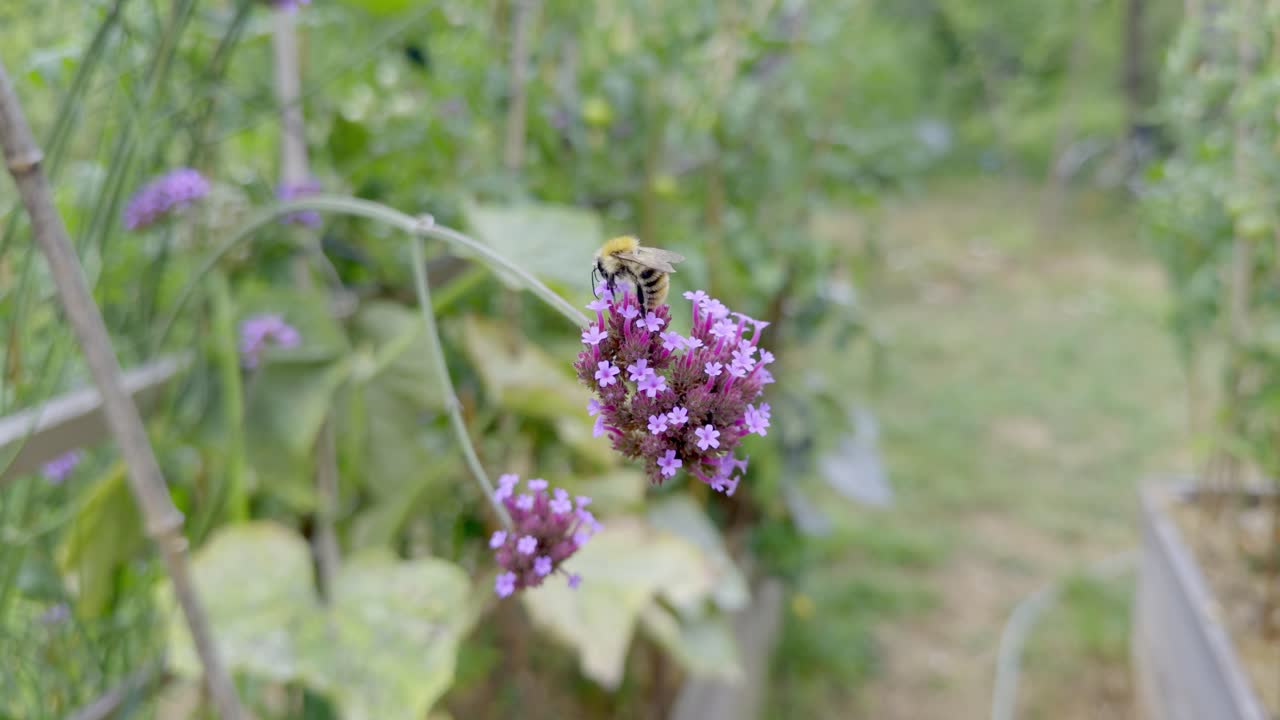 A fuzzy bumblebee resting atop a cluster of purple verbena flowers, actively gathering pollen and nectar in a serene garden environment with soft focus background