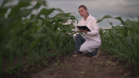 el agrónomo comprueba el crecimiento de la cosecha.