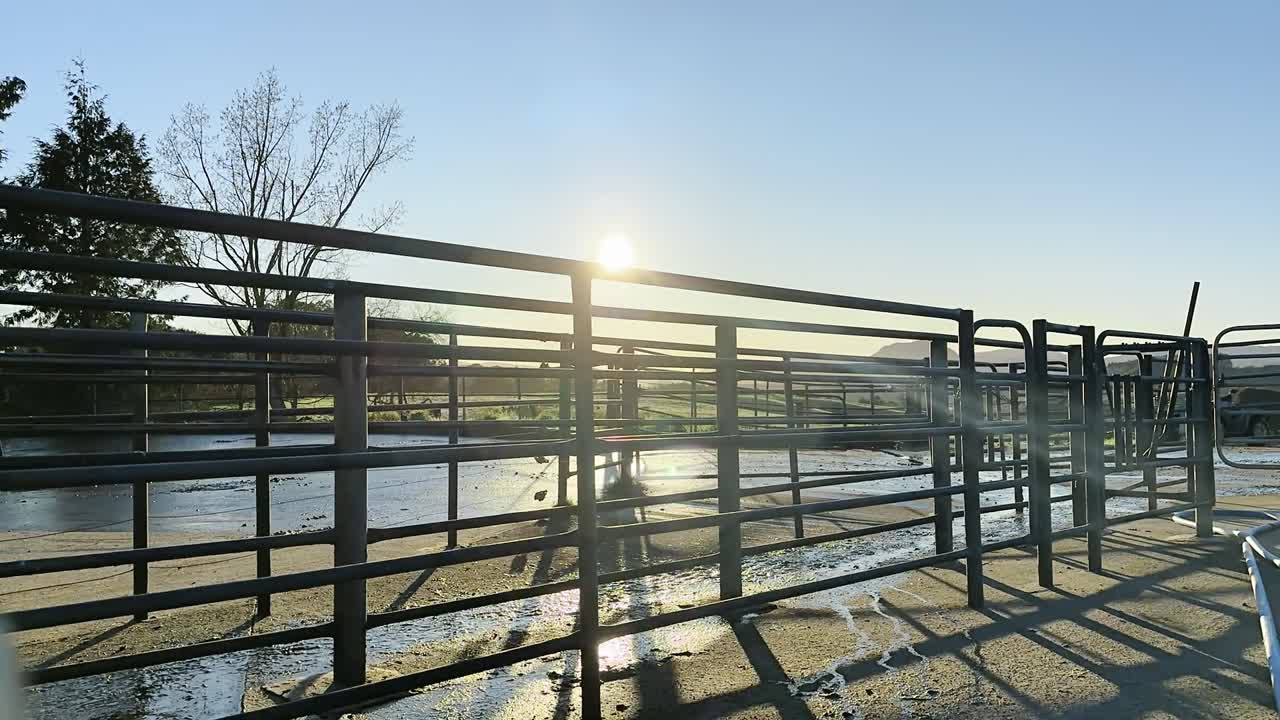 Timelapse of cows being transferred between grazing areas of the farm.