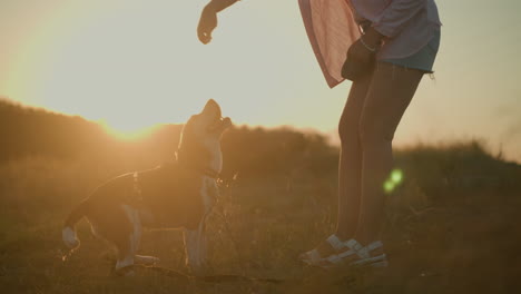 woman instructing her happy beagle dog outdoors during golden hour in open field, dog excitedly stands on hind legs while interacting with owner