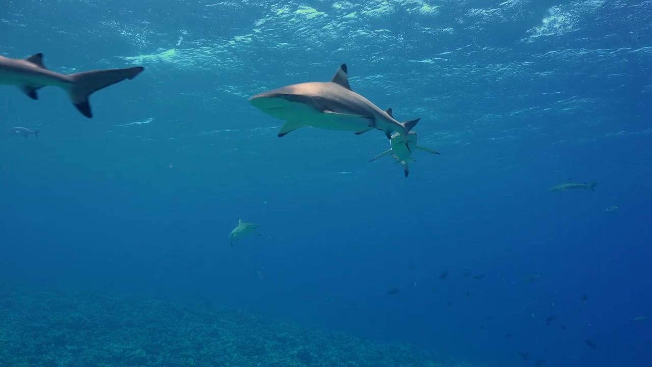 A group of grey reef sharks swimming close to the surface is passing by very closely by the camera.