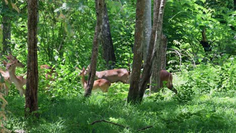 Ciervo-Cerdo-Indio,-Hyelaphus-Porcinus