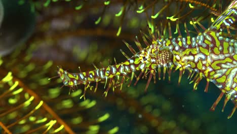 yellow ornate ghost pipefish close up in front of feather star