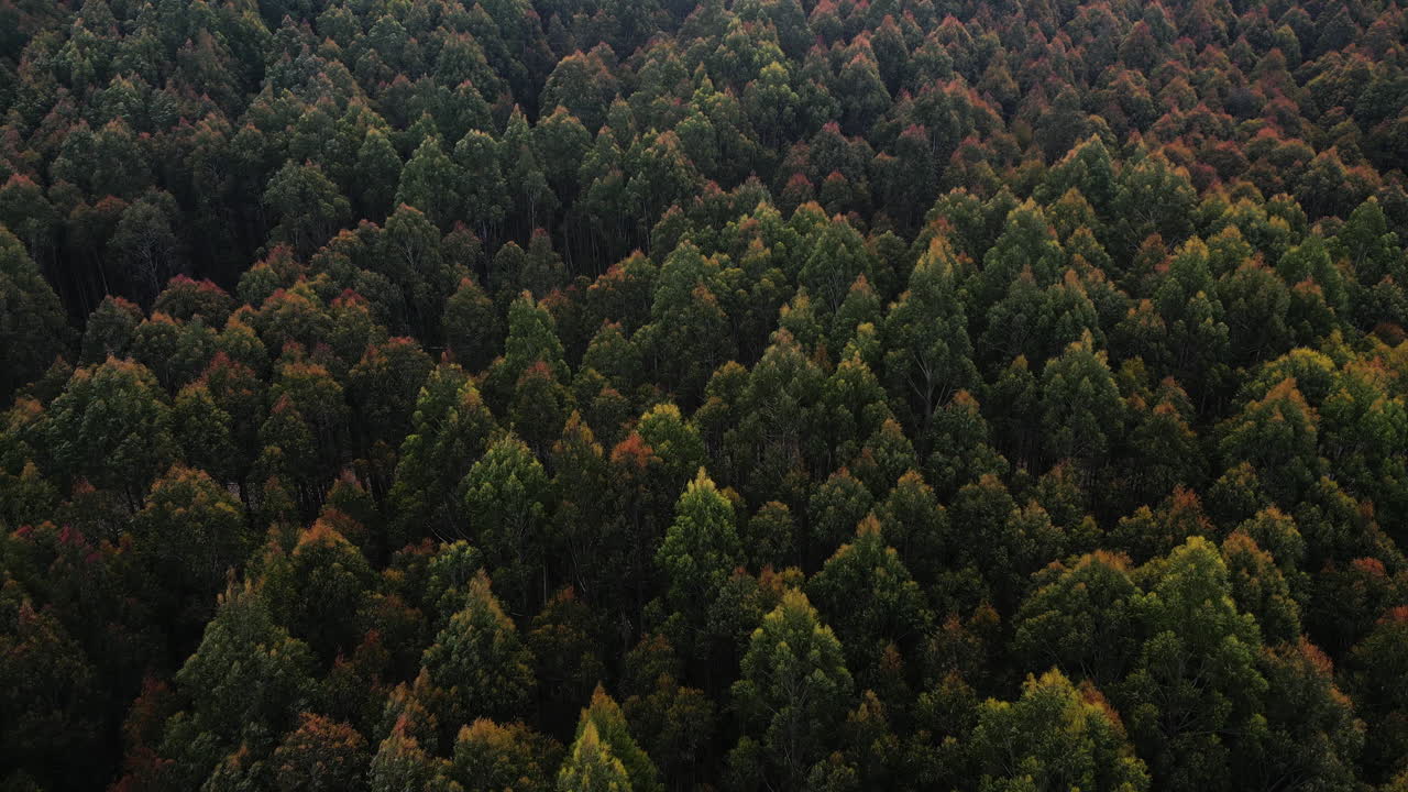 Foresta lussureggiante vista a volo d'uccello in Nuova Zelanda