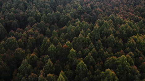 Exuberante-Vista-De-Pájaro-Del-Bosque-En-Nueva-Zelanda