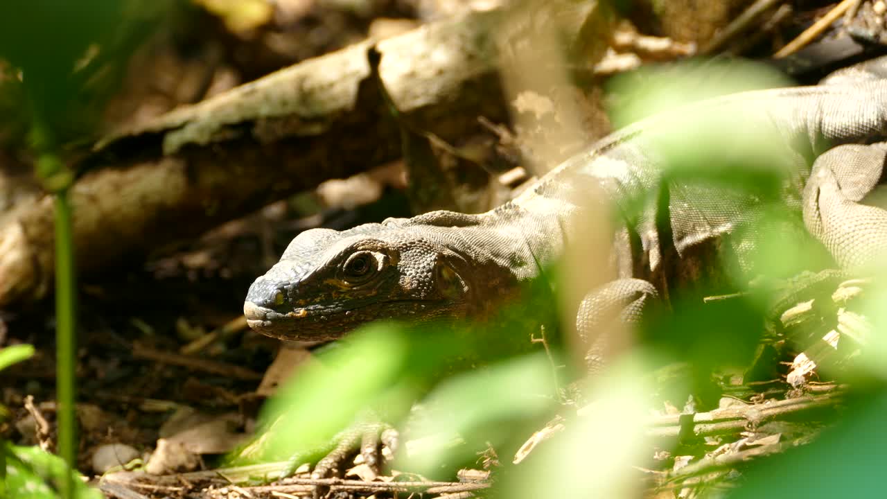 Brown iguana sitting still and hiding on the jungle floor. Portrait of a club tailed iguana in the Costa Rica rainforest.