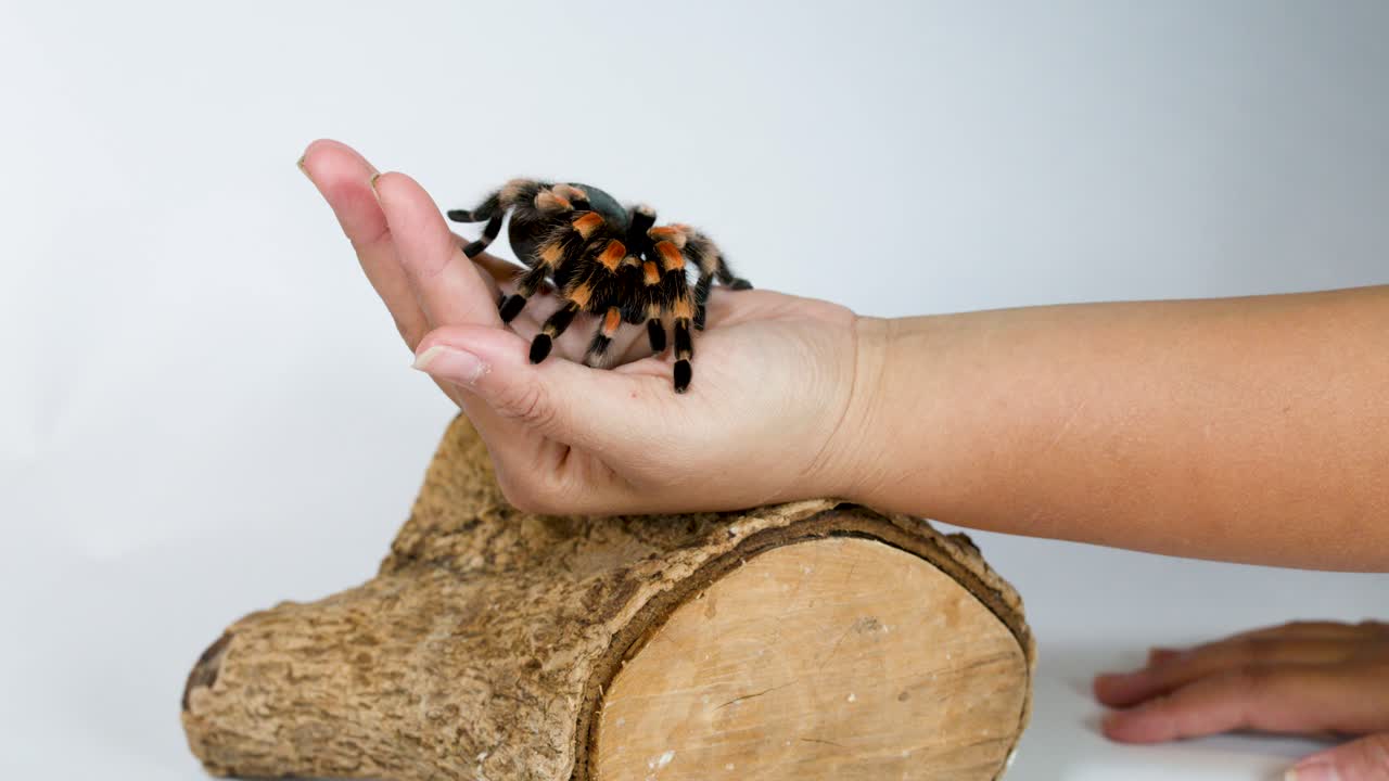 Närbild av ett barns hand som lugnt håller en färgglad tarantel på en trädstam i stark studioljus