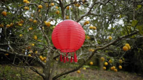 red lantern hanging and swinging in a lemon tree