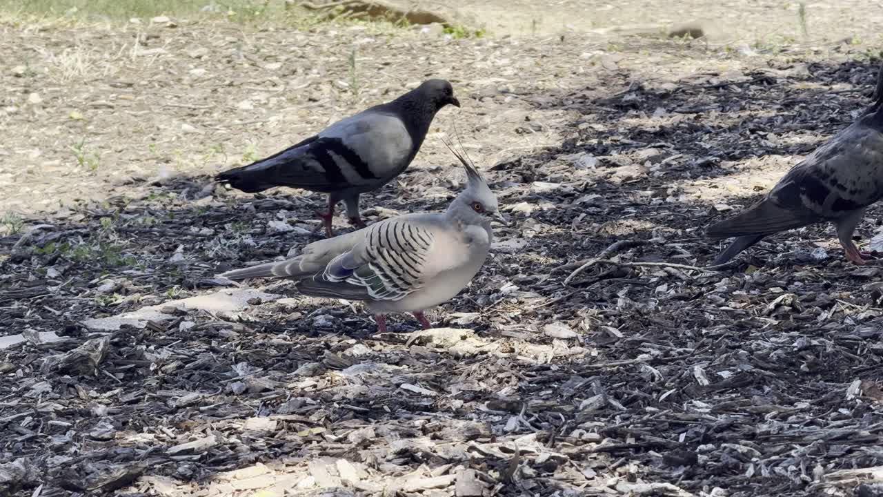 Crested Pigeon walks and forages on open ground in Australia showing calm natural behavior in an outdoor environment