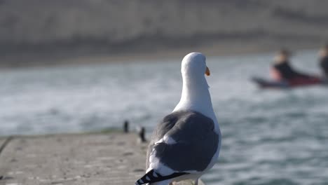 hermosa gaviota descansando en los muelles del puerto de aterrizaje de elkhorn slough moss, california