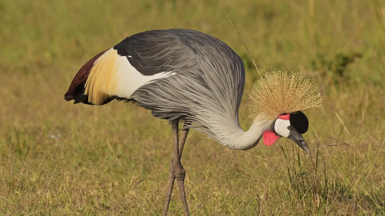 grises grullas coronadas alimentándose y pastando en la hierba alta de la sabana de la sabana en una hermosa luz que muestra plumas coloridas, vida silvestre africana en la reserva nacional de maasai mara, kenia