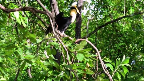 the great hornbill is a big bird with huge horn-like yellow bill used to gather fruits and other food items in the jungle