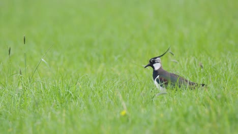 Pájaro-Kievit-Con-Majestuosas-Plumas-Negras-Caminando-En-Un-Prado-Verde,-Siga-La-Vista