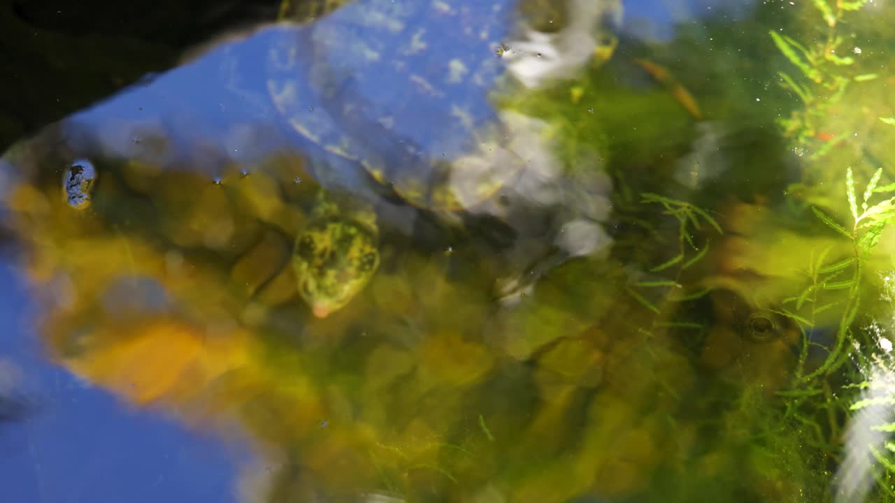 Una tartaruga d'acqua dolce nuota in acqua limpida di stagno circondata da vivaci piante acquatiche verdi