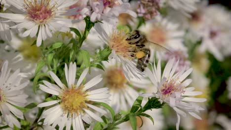 abeja en flores recogiendo polen macro closeup-19