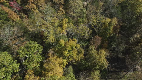 Fall-Season-In-Forest-Woods-With-Motorcycle-Traveling-Across-Eagle-Hollow,-Arkansas,-USA