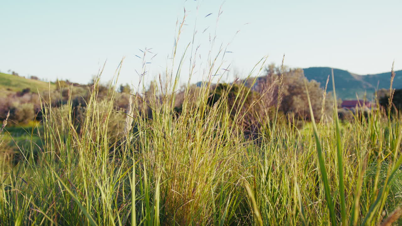 las plantas en la naturaleza primavera relajándose con un lento empuje en movimiento