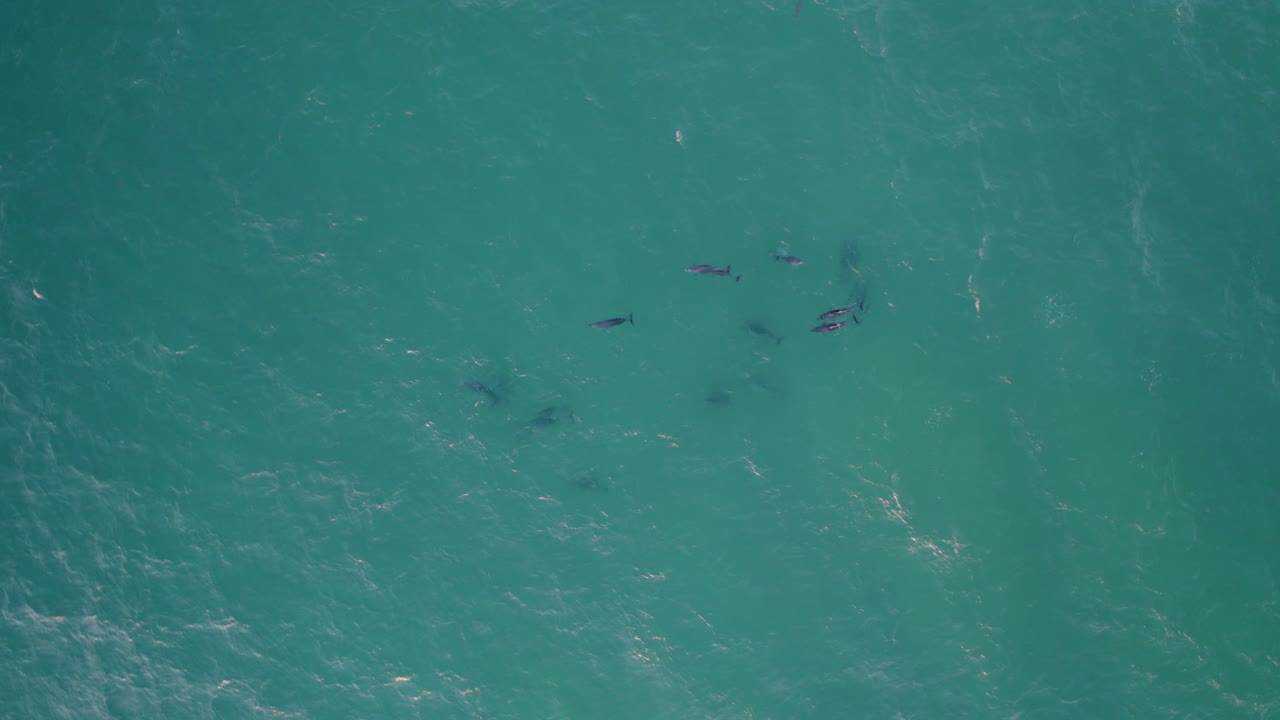 Aerial Top-down Of Group Of Bottlenose Dolphins Swimming In Blue Sea