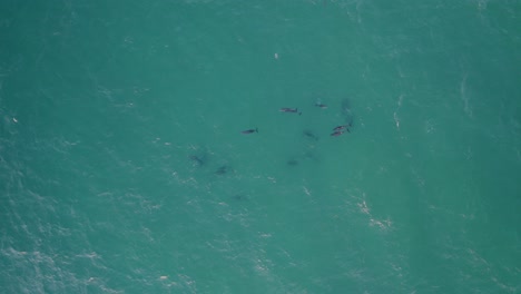 Aerial-Top-down-Of-Group-Of-Bottlenose-Dolphins-Swimming-In-Blue-Sea