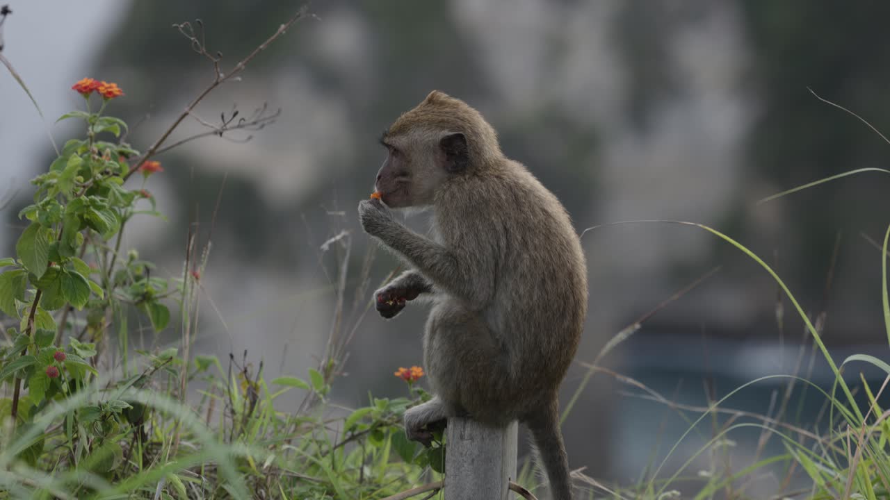 Small monkey eating flowers at Diamond beach