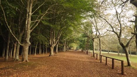 Malerischer-Leerer-Parkpfad,-Vollständig-Bedeckt-Von-Braunen-Herbstblättern,-Dolly-Herein