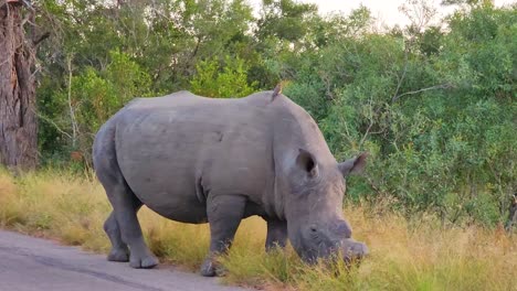 male rhinoceros with his horn cut off to discourage poachers grazing on roadside