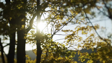 sunset through leaves and trees