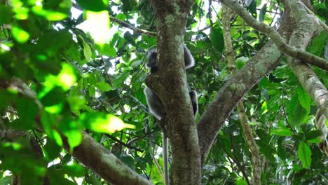 Camera-zooms-out-as-this-individual-is-seen-behind-the-trunk-of-this-tree-deep-in-the-forest,-Spectacled-Leaf-Monkey-Trachypithecus-obscurus,-Thailand