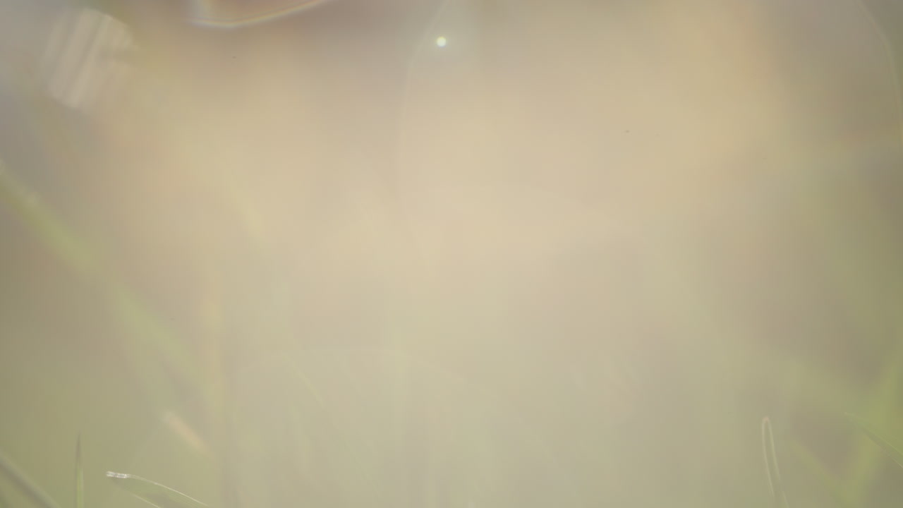 vista de cerca de la hierba verde