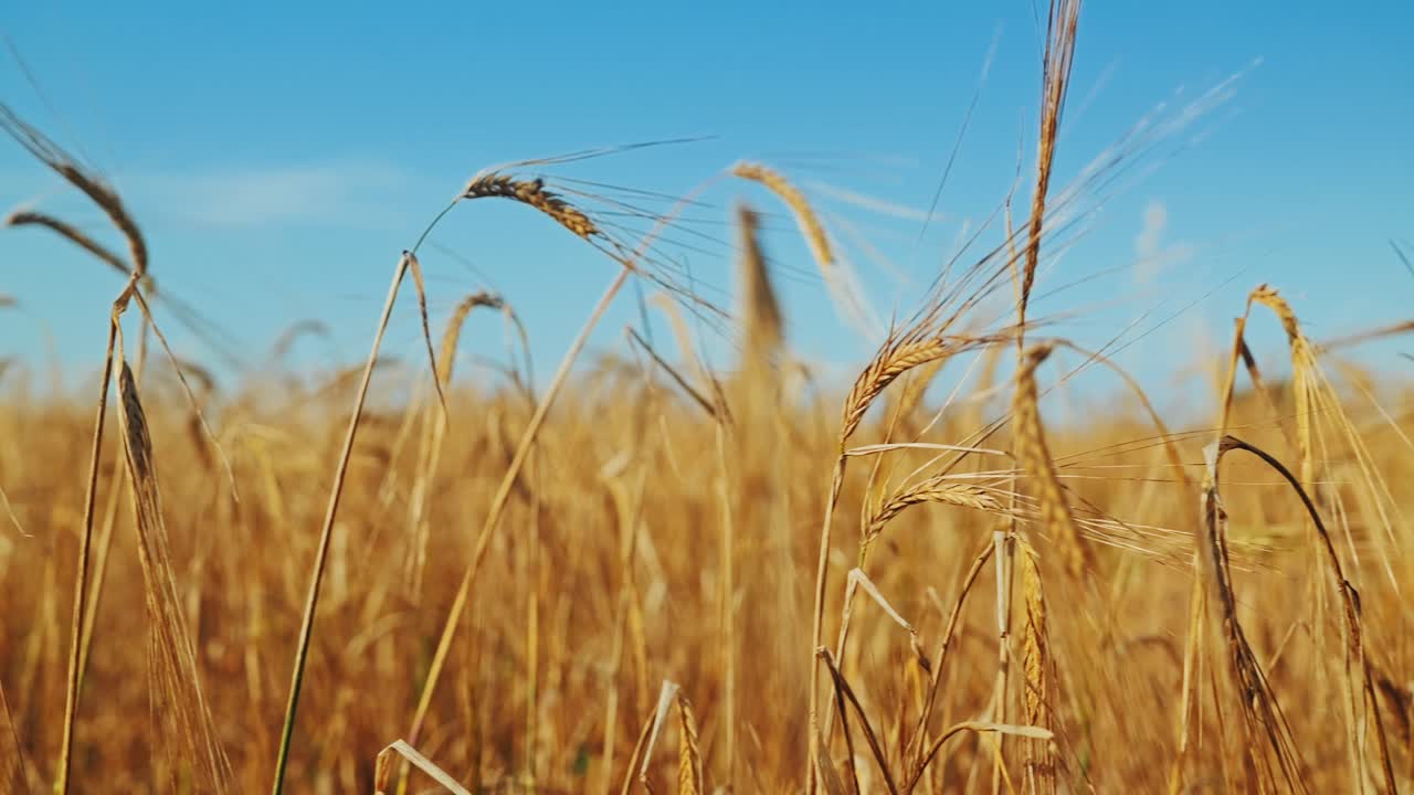 Barley field moves with gentle wind showing eternal rhythm of growth and end